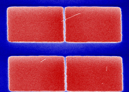 SEM micrograph of a TMV particle underneath a PMMA barrier
