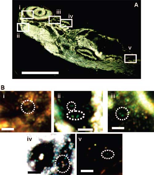 silver nanoparticles embedded inside a zebrafish