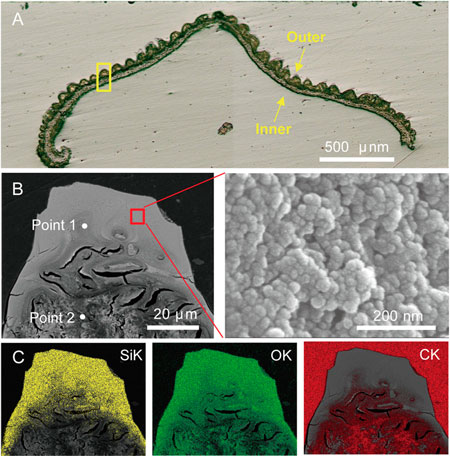 microscopy images of rice husk