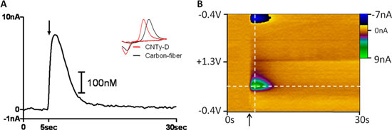Endogenous dopamine detection using disk-shaped carbon nanotube yarn electrodes in living brain tissue