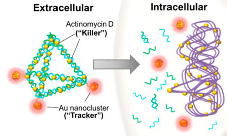 DNA based nanoparticle at work