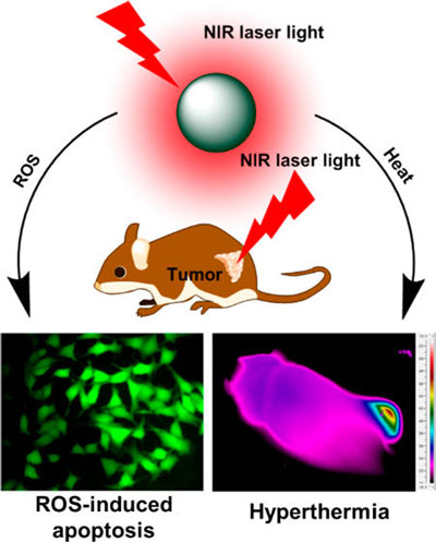 Near-Infrared Photothermal
and Photodynamic Therapeutics