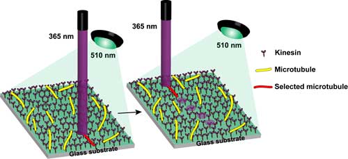 Schematic representation of irradiation set-up and the driving of single microtubules on a kinesin-coated glass substrate under irradiation with light at 365 and 488 nm