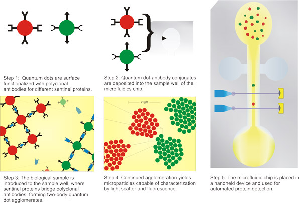 Quantum Dot Self-Assembly for Protein Detection