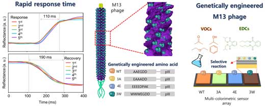 multicolorimetric sensor array with genetically engineered M13 phages