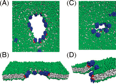 nanotechnology zipper for lipid bilayer membrane