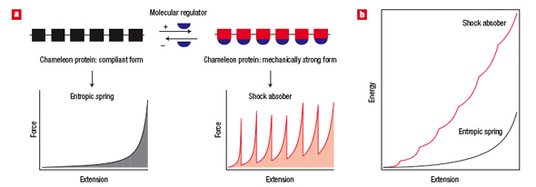 Schematic illustration of the general concept of elastomeric chameleon proteins