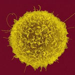 t-cell