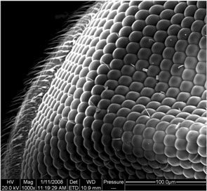 nanocrystallized surface