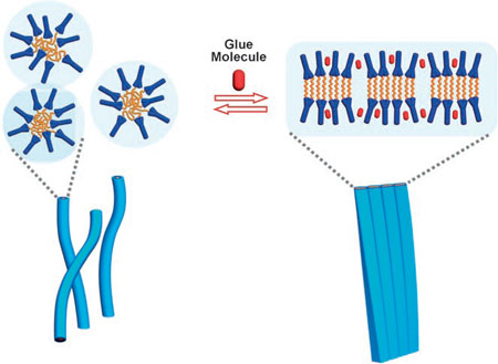 Schematic representation of the transformation of single
nanofibers to flat ribbons driven by molecular glue
