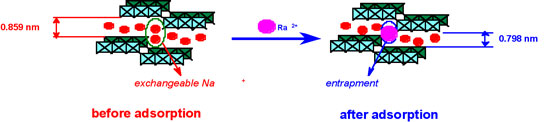 Scheme for the removal of the radioactive ions through ion exchange and structure deformation