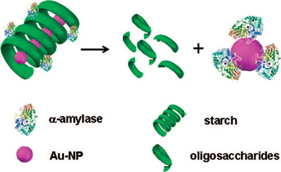 proposed mechanism of gold nanoparticle transfer from starch-gold nanoparticle composite to an enzyme