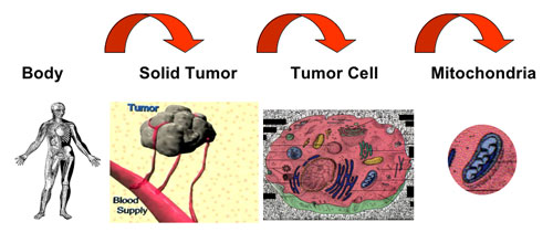 Three levels of targeting cancer