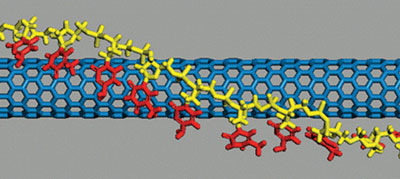 A structure model of DNA-wrapped carbon nanotube