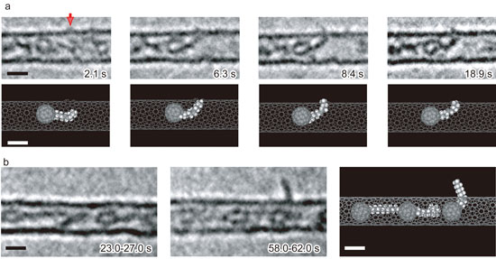 Organic molecules passing through a pore in the wall of carbon nanotube