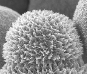 platinum nanowire and carbon nanosphere nanocomposite