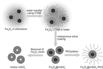 Schematic illustration of the synthetic procedure for magnetite nanocrystal/mesoporous silica core–shell nanoparticles