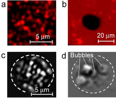fluorescence images of QDs before (a) and after (b) one laser pulse
