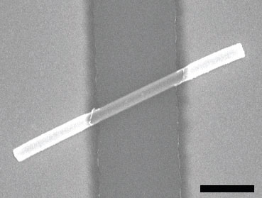 SEM image of a G–SiO2 nanocable two-terminal device