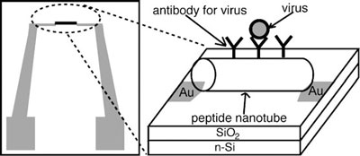 Design of the pathogen-sensor platform assembled from peptide nanotubes. The peptide nanotube incorporates virus-recognition elements on the surface