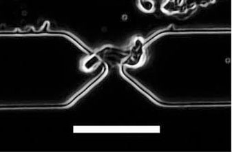 Optical image of a peptide nanotube located at the gap between electrodes as a result of positive dielectrophoresis