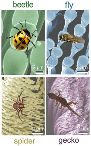 The nanoscale fibrillar structures in the hairy attachment pads of beetle, fly, spider and gecko
