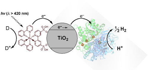 Schematic representation of visible-light driven hydrogen evolution with RuP–TiO2-Hydrogenase