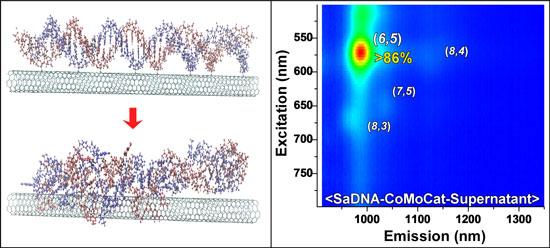 The image on the left shows a model of the DNA interacting with the SWCNTs using classical all-atom molecular dynamics simulations and the right panel is the normalized photoluminescence excitation emission contour plot of DNA d(GT)20 dispersed SWCNTs