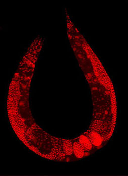 Wild-type C. elegans hermaphrodite stained to highlight the nuclei of all cells