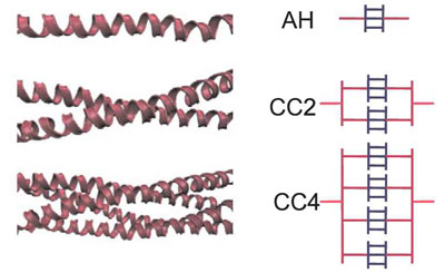Illustration of different arrangements of alpha-helical protein filaments and their schematic representation in the Hierarchical Bell Model