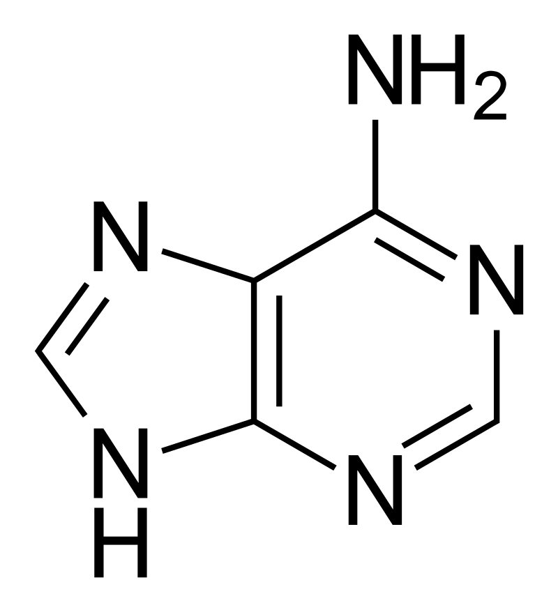 Molecular structure of adenine
