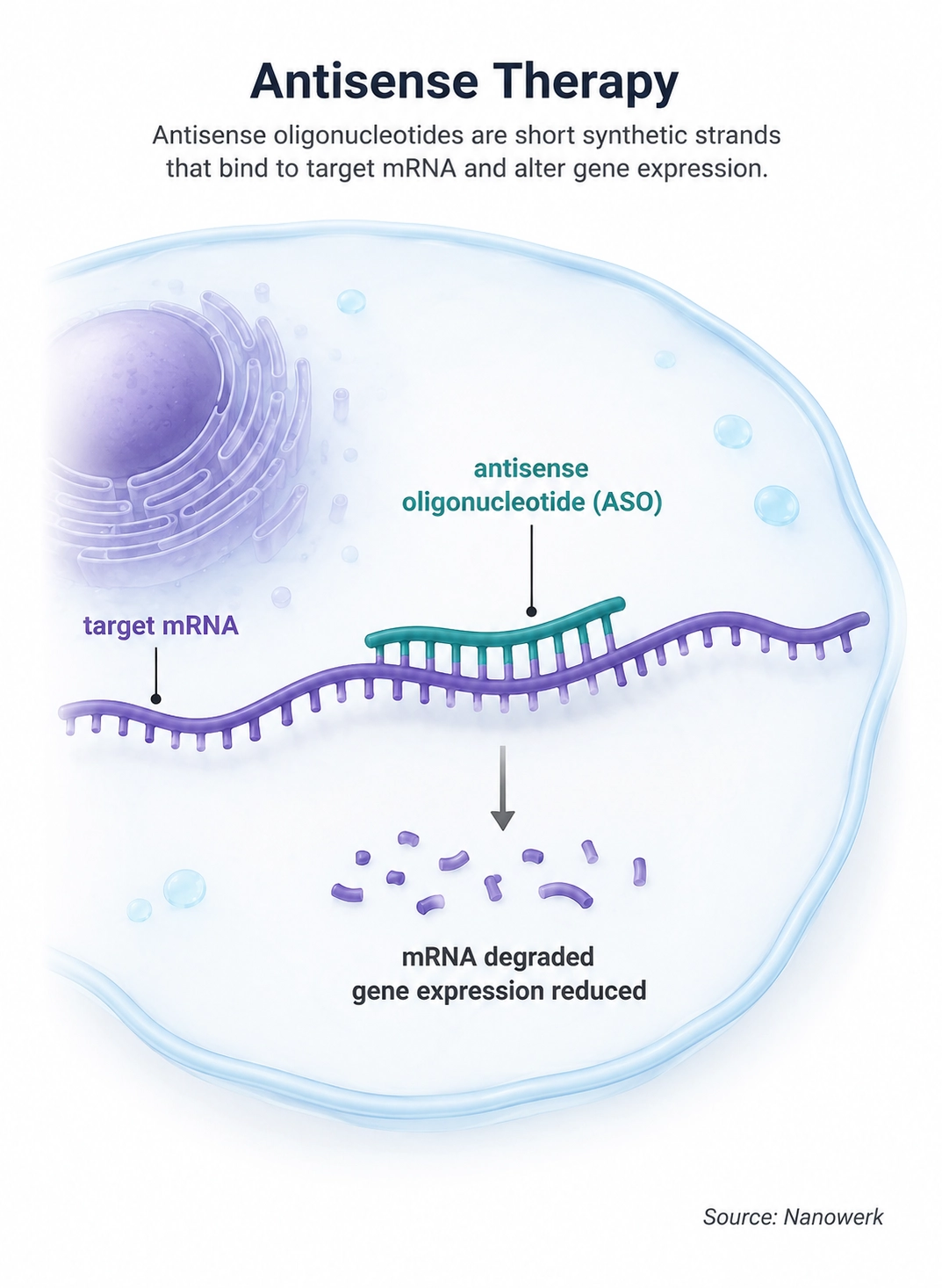 Antisense therapy illustration showing an antisense oligonucleotide binding to target mRNA inside a cell, leading to mRNA degradation and reduced gene expression.