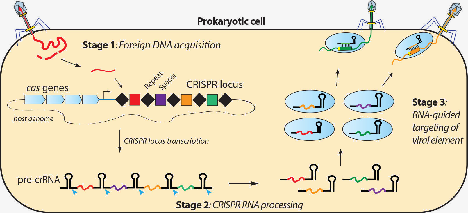 CRISPR system