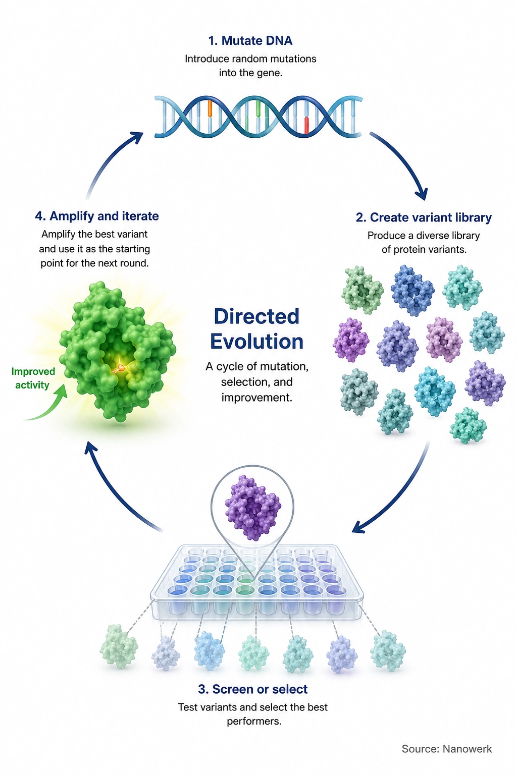 Directed evolution cycle showing DNA mutation, protein variant library creation, screening or selection, and amplification of an improved enzyme