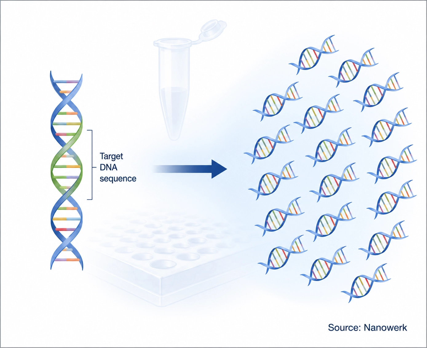 Illustration of DNA amplification showing a target DNA sequence copied into many identical DNA strands.
