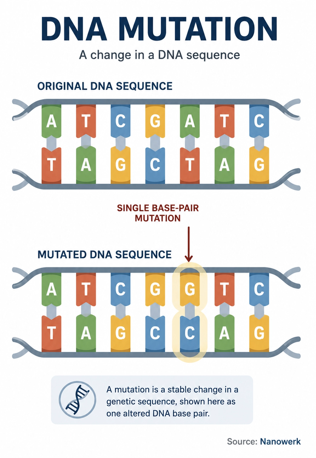 Illustration of a DNA mutation showing one changed base pair in a DNA strand