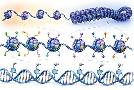 Layered illustration of the epigenome showing DNA methylation at CpG sites, histone tail modifications on nucleosomes, and chromatin compaction from open euchromatin to condensed heterochromatin