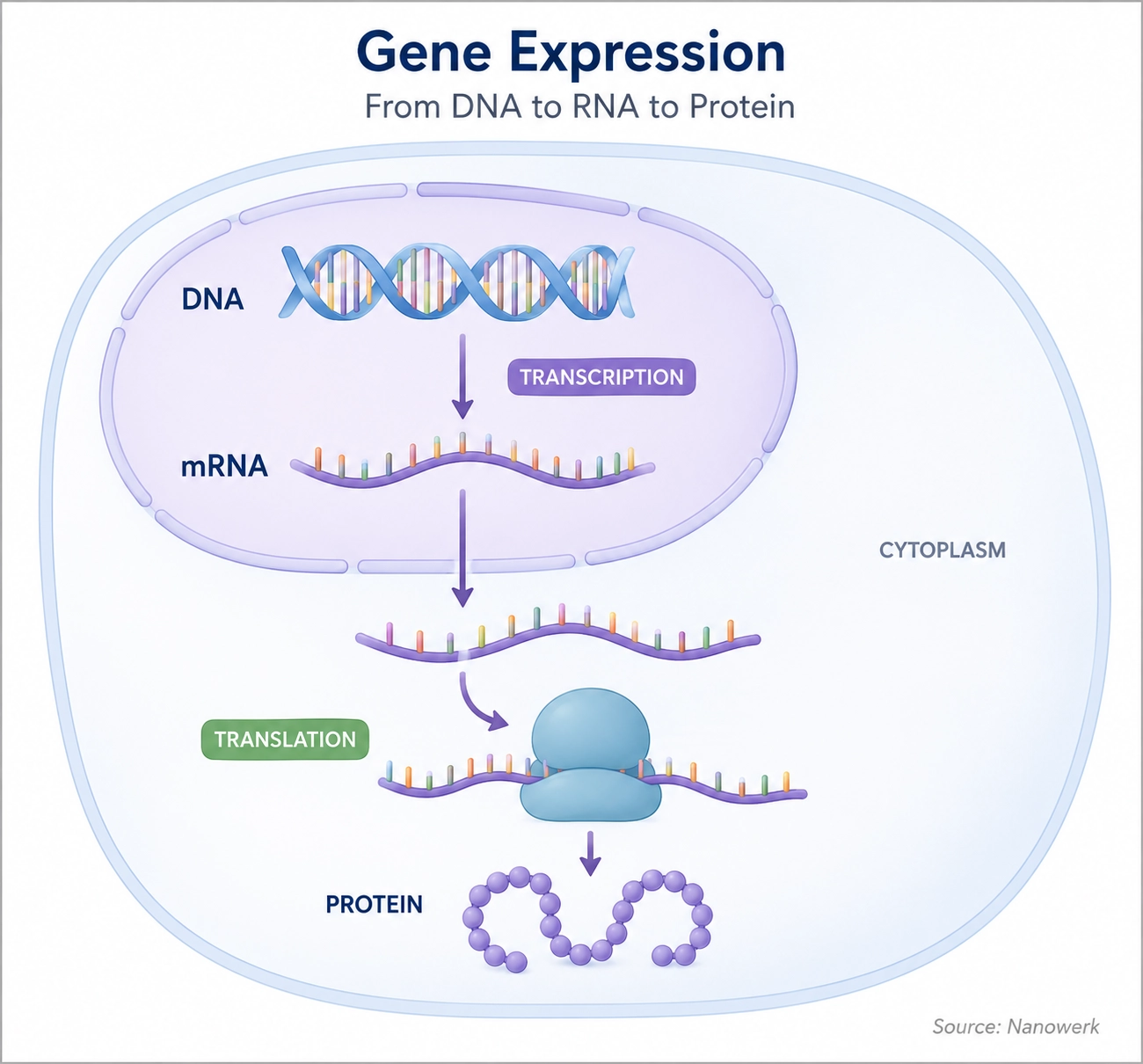 Gene expression diagram showing DNA transcribed into mRNA and translated into protein inside a cell