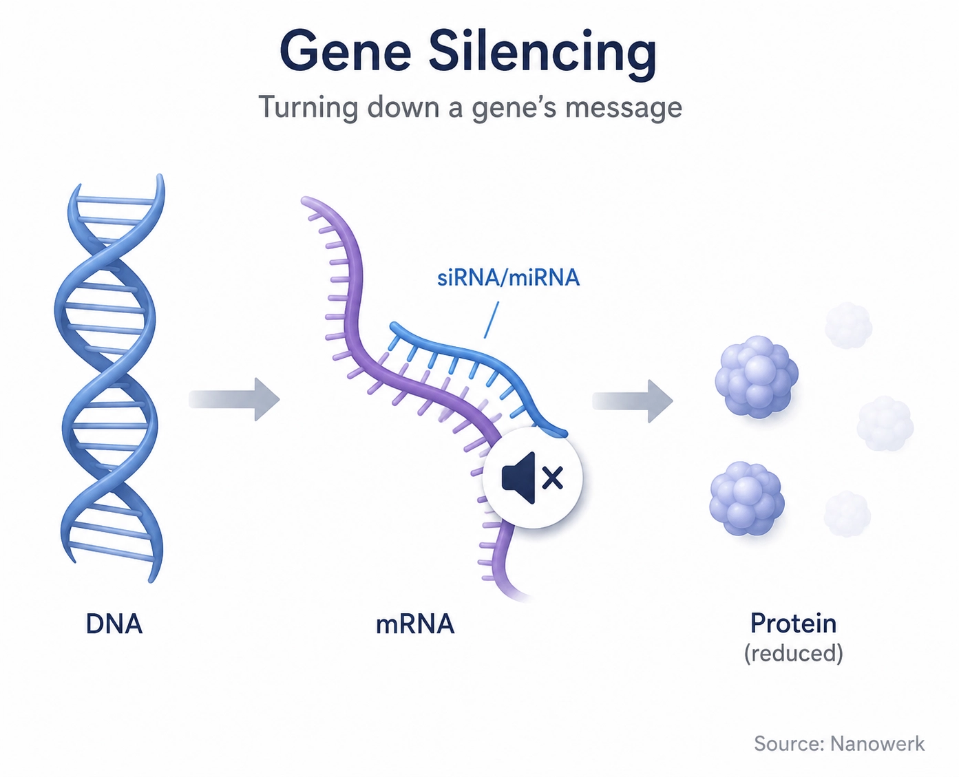 Gene silencing illustration showing siRNA or miRNA reducing messenger RNA and lowering protein production