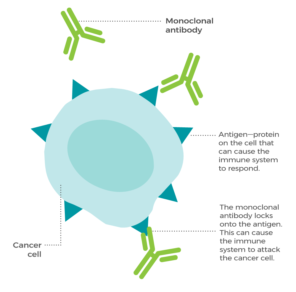 This image illustrates the production of monoclonal antibodies using hybridoma technology