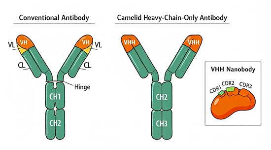 Structural comparison of a conventional antibody and a camelid heavy-chain-only antibody, with the nanobody VHH domain highlighted