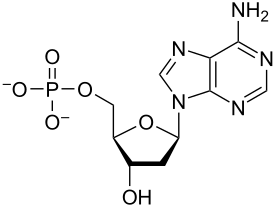 The structure of a nucleotide, consisting of a nitrogenous base, a sugar molecule (either ribose or deoxyribose), and a phosphate group.