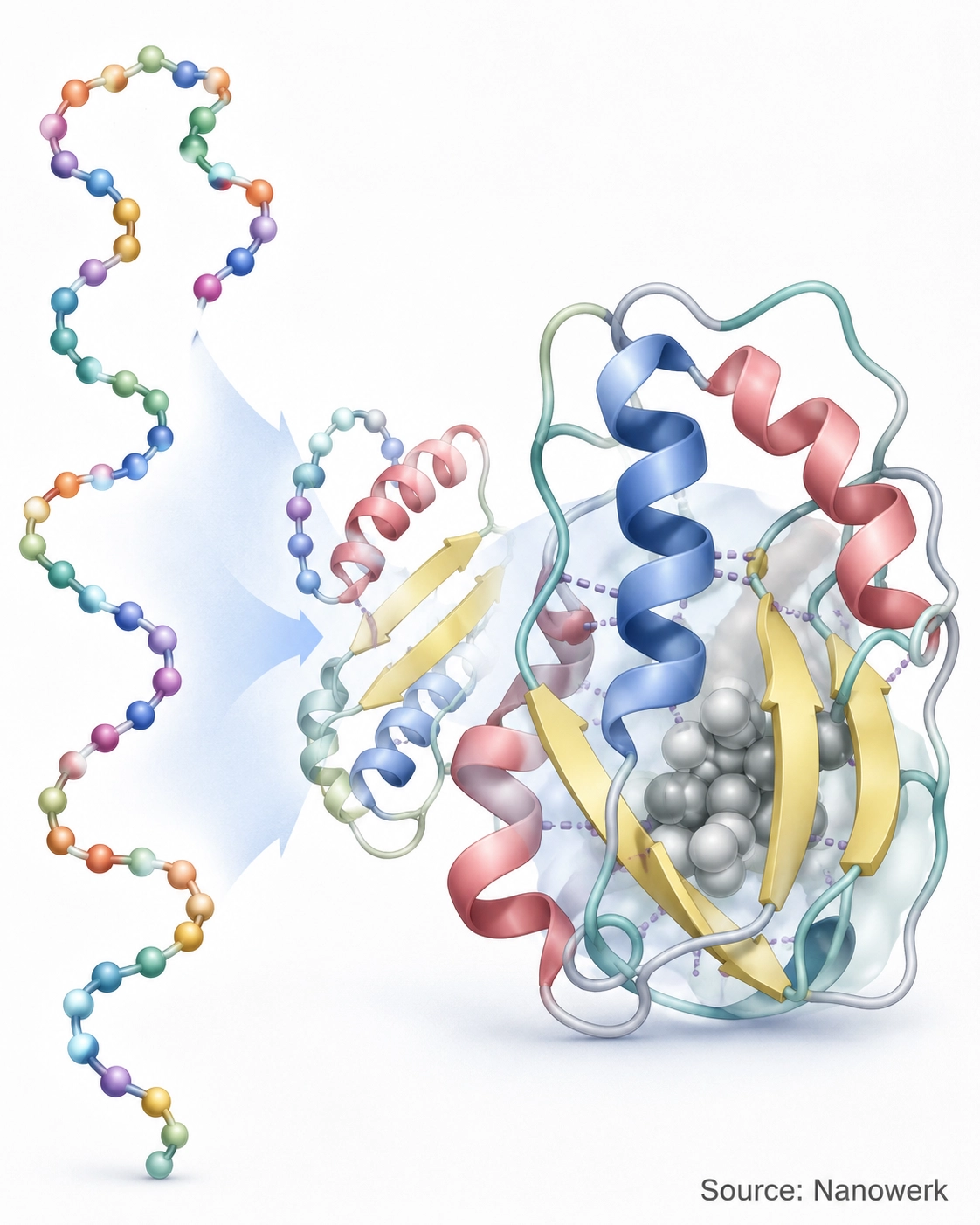 A linear polypeptide chain folding into a compact three-dimensional protein structure with alpha helices and beta sheets