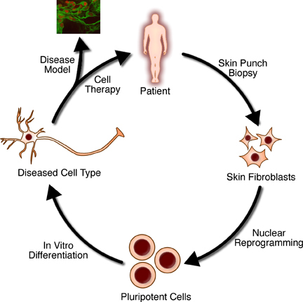 The steps of regenerative medicine