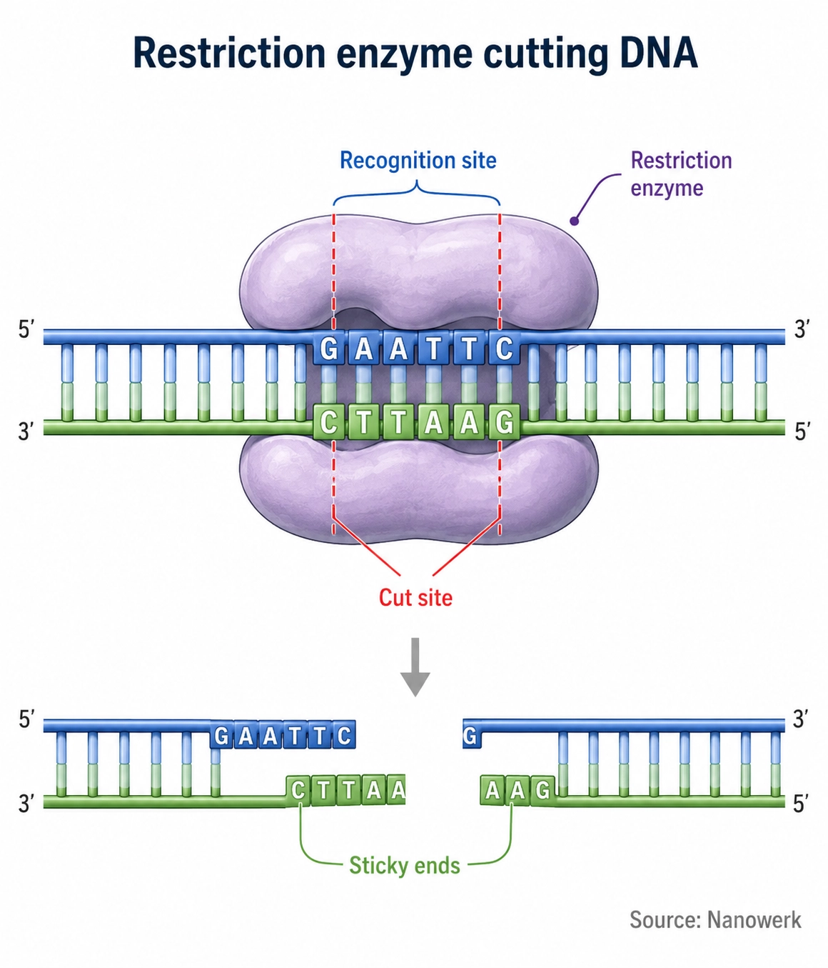 Illustration of a restriction enzyme cutting double-stranded DNA at a recognition site to create sticky ends.