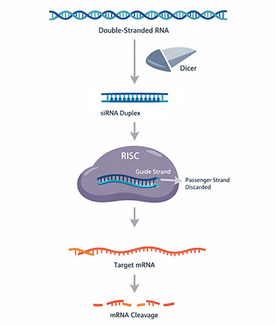 Schematic of the RNA interference pathway showing Dicer processing dsRNA into siRNA and RISC-mediated mRNA degradation
