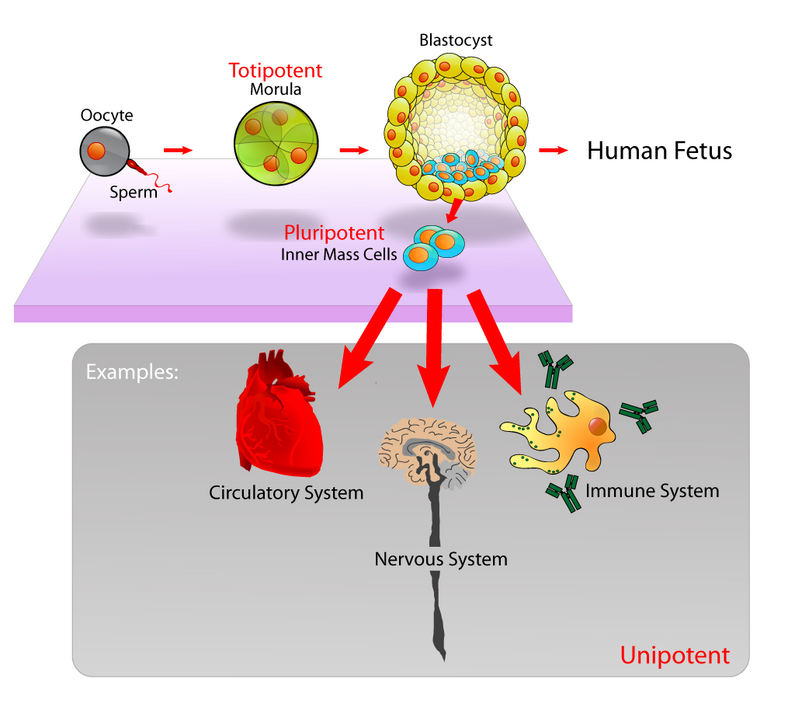 This image illustrates the development of stem cells from the fertilization of an egg to the formation of different body systems