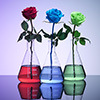 Color Changing Flowers