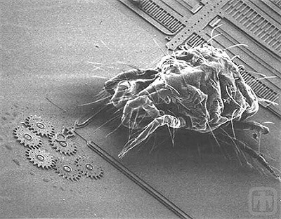 A mite, less than 1 mm in size, approaching a microscale gear chain