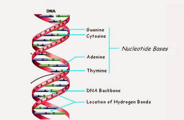 structure of DNA